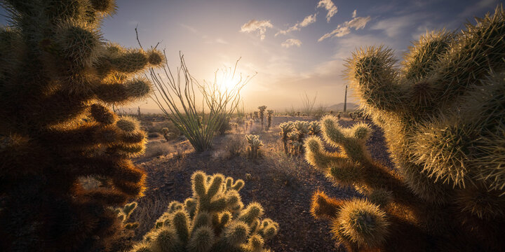 View of sun-kissed cholla cacti stand sentinel in the arid landscape as the sun sets, casting long shadows across the desert, Phoenix, Arizona, United States.