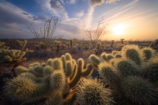 View of the desert floor with teddy-bear cholla in the foreground against a backdrop of Ocotillo under a sky streaked with light, Phoenix, Arizona, United States.