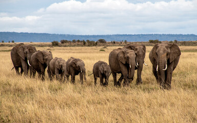 Herd of elephants in the savannah , Masai Mara, Kenya
