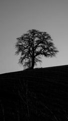 Naklejka premium Italia panorami della Toscana in bianco e nero. Provincia di Siena,Val D'Orcia e Chianti Senese. Toscana, Italia 