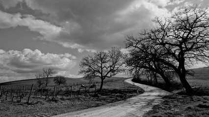 Naklejka premium Italia panorami della Toscana in bianco e nero. Provincia di Siena,Val D'Orcia e Chianti Senese. Toscana, Italia 