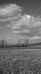 Naklejka premium Italia panorami della Toscana in bianco e nero. Provincia di Siena,Val D'Orcia e Chianti Senese. Toscana, Italia 