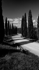 Naklejka premium Italia panorami della Toscana in bianco e nero. Provincia di Siena,Val D'Orcia e Chianti Senese. Toscana, Italia 