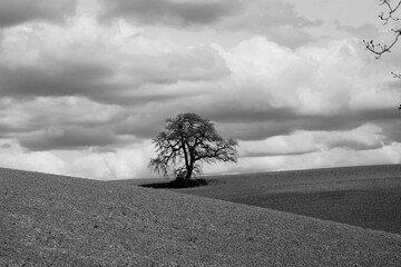 Naklejka premium Italia panorami della Toscana in bianco e nero. Provincia di Siena,Val D'Orcia e Chianti Senese. Toscana, Italia 