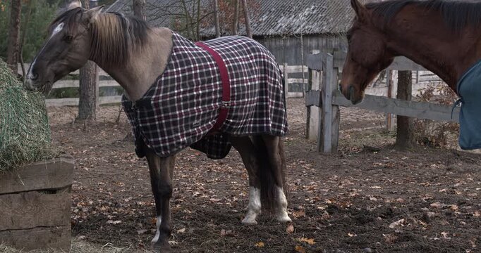 Two horses covered with blankets are eating hay from a slow-feeder net in a paddock at the stable. Cold autumn day. In the background, there is a paddock fence and a wooden shed.