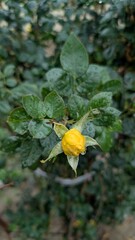 Beautiful Yellow Rose Flower Bud with Water Droplets on Green Leaves in Garden for Nature Background Floral Spring Season Botanical Beauty Gardening Landscape Outdoor Growth Bloom Fresh Concept