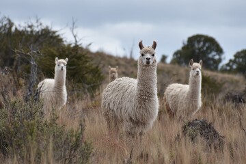Obraz premium Patagonian Chile s wild alpacas