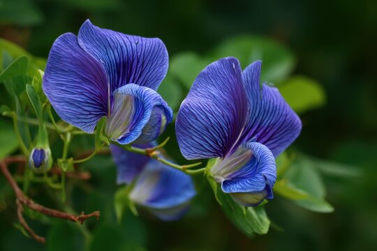 Pea flowers known as butterfly blue are used for Butterfly Pea Juice