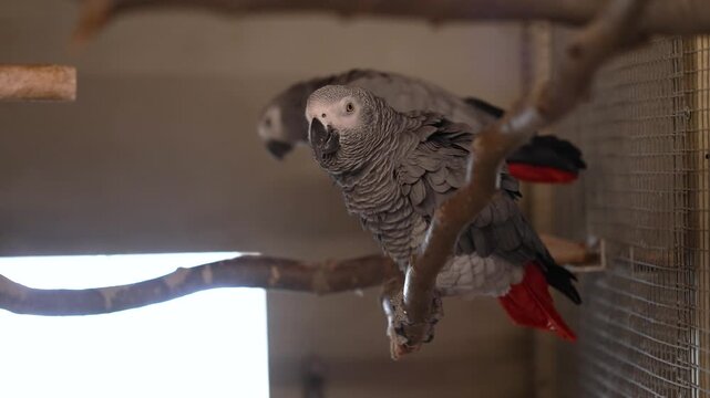 Close up of an African grey parrot male inside an indoor aviary, calmly watching the camera from a perch
