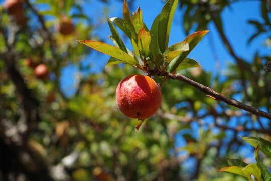 Peach tree in Tenerife Spain