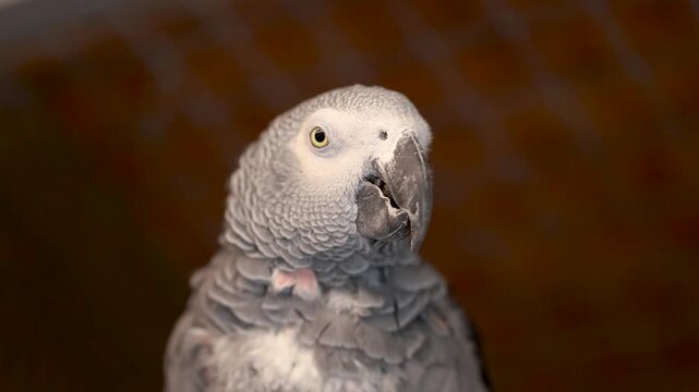 Close up of an African grey parrot male inside an indoor aviary, calmly watching the camera from a perch