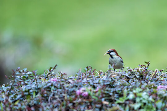 View of a sparrow perched on a bush with small purple flowers, holding a piece of food in its beak against a soft green backdrop, Yunnan, China.