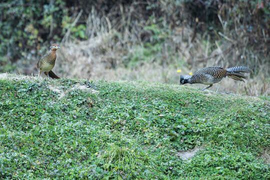View of two pheasants, one standing alert and the other foraging on a verdant, grassy slope, against a backdrop of muted foliage, Yunnan, China.