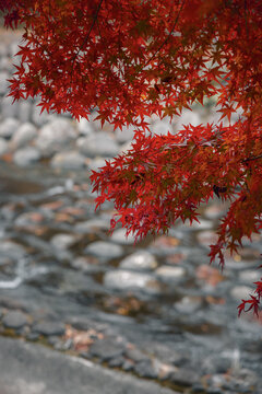 View of vibrant red maple leaves cascade over the stony Katsura River, a serene landscape of autumn colors and textures, Izu, Shizuoka, Japan.