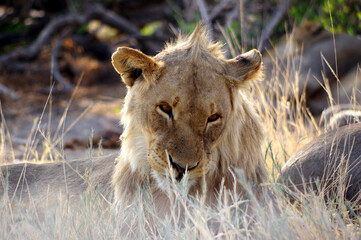 Lion dans le parc national d'Etosha en Namibie
