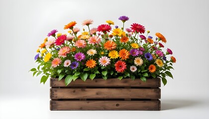 Colourful blooming flowers growing in a wooden crate isolated on white and transparent background
