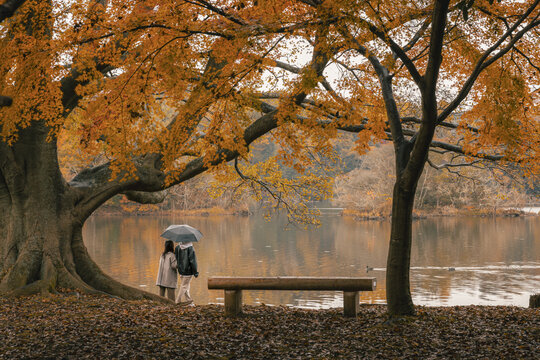 View of couple with umbrella stand beneath a majestic tree with vibrant autumn foliage beside a serene lake, Lake Ippeki, Shizuoka, Japan.