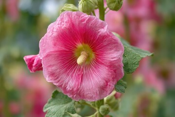 Rose colored hollyhock