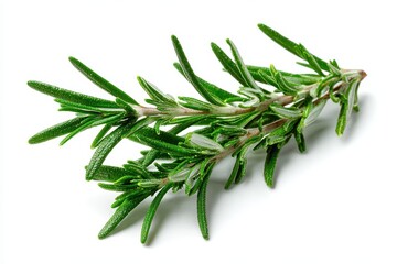Fototapeta premium Rosemary set against a white backdrop