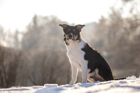Smooth coated Border Collie sitting in fresh snow, calm winter portrait with soft backlight and natural copy space
