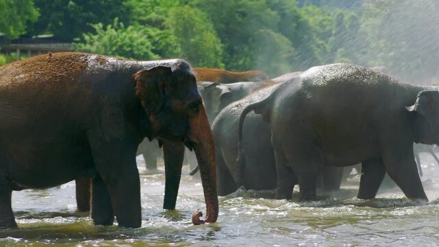 Asian elephants bathing in river, wildlife nature scene