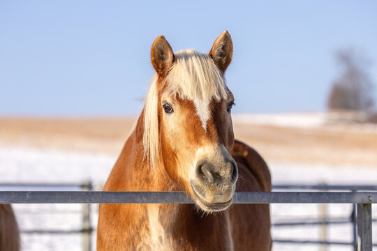 Haflinger horse during winter in robust outdoor housing, open stable management with snow and natural conditions