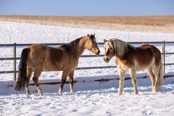 Haflinger gelding and smooth coated American Curly Horse mare standing calmly together on a snowy winter paddock