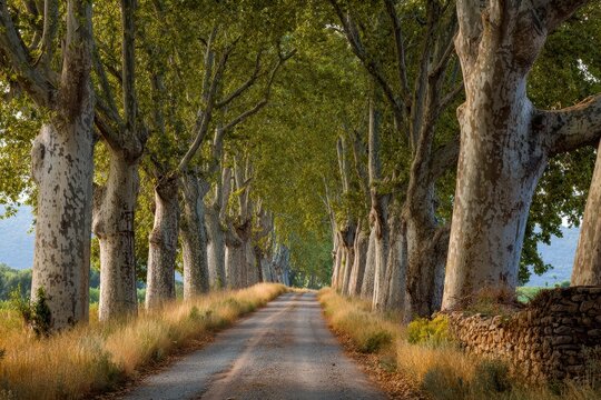 Rural path in Provence close to Arles lined with trees