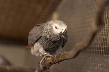 Obraz premium African grey parrot overwintering inside an indoor aviary, sitting on a wooden perch in a warm sheltered enclosure