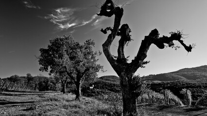 Naklejka premium Italia panorami della Toscana in bianco e nero. Provincia di Siena,Val D'Orcia e Chianti Senese. Toscana, Italia 