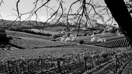 Naklejka premium Italia panorami della Toscana in bianco e nero. Provincia di Siena,Val D'Orcia e Chianti Senese. Toscana, Italia 
