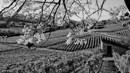 Naklejka premium Italia panorami della Toscana in bianco e nero. Provincia di Siena,Val D'Orcia e Chianti Senese. Toscana, Italia 