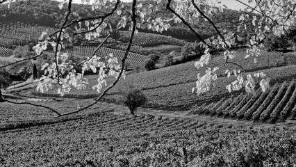 Naklejka premium Italia panorami della Toscana in bianco e nero. Provincia di Siena,Val D'Orcia e Chianti Senese. Toscana, Italia 