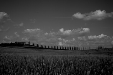 Obraz premium Italia panorami della Toscana in bianco e nero. Provincia di Siena,Val D'Orcia e Chianti Senese. Toscana, Italia 
