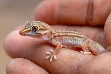 Obraz premium Sand gecko held in hand Thailand Wild lizard selective focus
