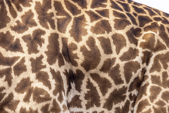 View of the giraffe's hide, a symphony of tan and dark brown patches creating a mesmerizing mosaic of nature's design, Nairobi, Nairobi County, Kenya.