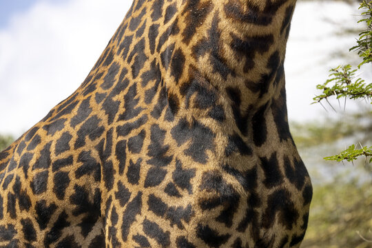 View of giraffe's hide displaying geometric patterns of deep brown against a background of muted greens and tans, Nairobi, Nairobi County, Kenya.