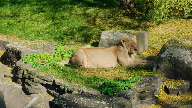 Female lion closes her eyes and wants to sleep in the heat of the day. Lioness resting lying in the park close-up. surrounded by stones and green vegetation
