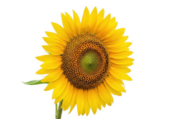 Fototapeta premium Bright sunflower isolated on transparent background