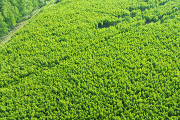 Tree planting site for climate change efforts