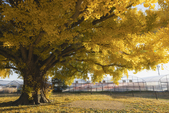View of a majestic ginkgo tree, its golden leaves ablaze against the pale sky, casting a warm glow over the tranquil landscape, Toyokawa, Aichi, Japan.