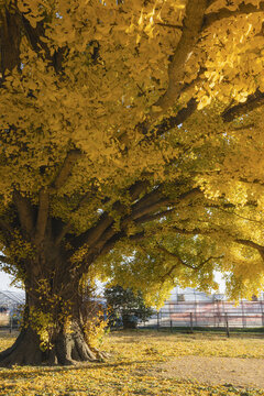 View of a majestic ginkgo tree ablaze with golden leaves casting a warm glow on the ground in Toyokawa, Aichi, Japan.