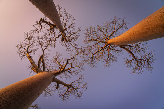 View of the skyward reach of baobab trees with their stark, bare branches against the soft, dusky sky, RN8, Menabe, Madagascar.