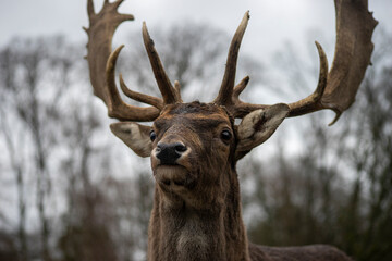 Fototapeta premium Nahaufnahme eines Damhirsch