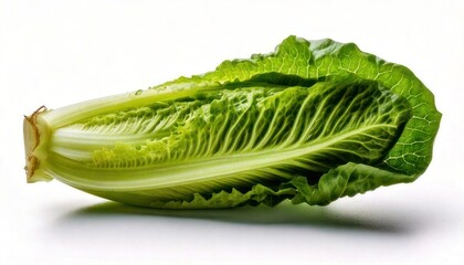 Fresh Romaine Lettuce Head on White.
