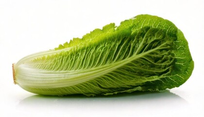 Fresh Romaine Lettuce on White Background.