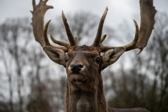 Nahaufnahme eines Damhirsch