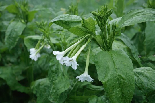 Nicotiana sylvestris a decorative herb with green leaves and elongated white drooping flowers in clusters