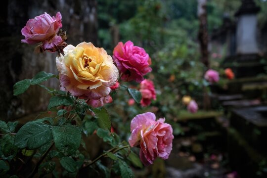Roses enhance garden beauty and are also sprinkled on gravestones in the Giyanti cultural tourism village of Wonosobo Central Java Indonesia
