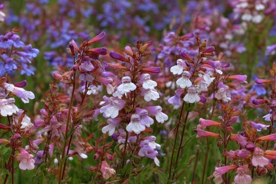 Penstemon a large genus of about 250 flowering plant species is mainly native to the Nearctic with some in North America